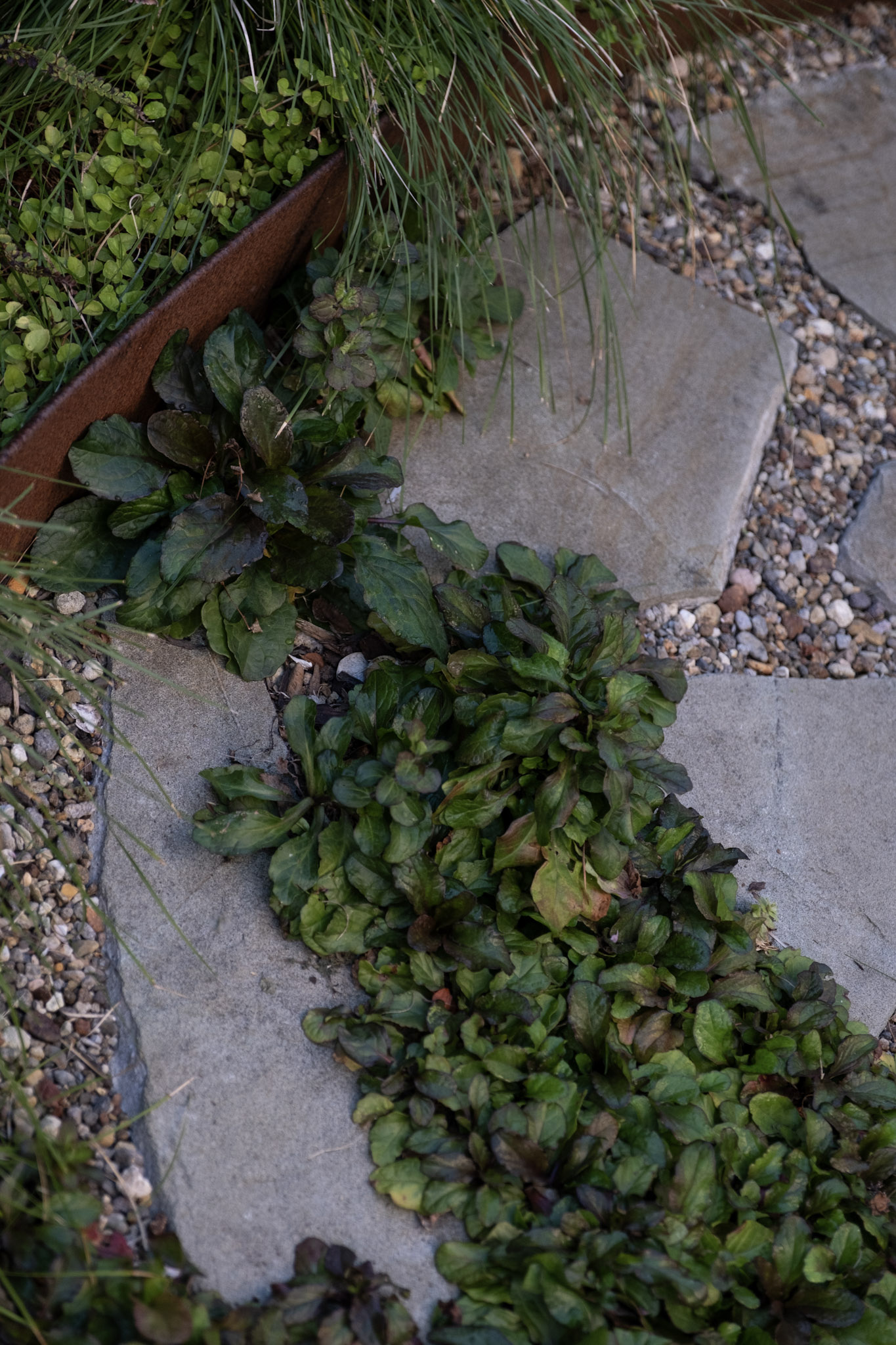 Flowering Perennial Garden | Takapuna