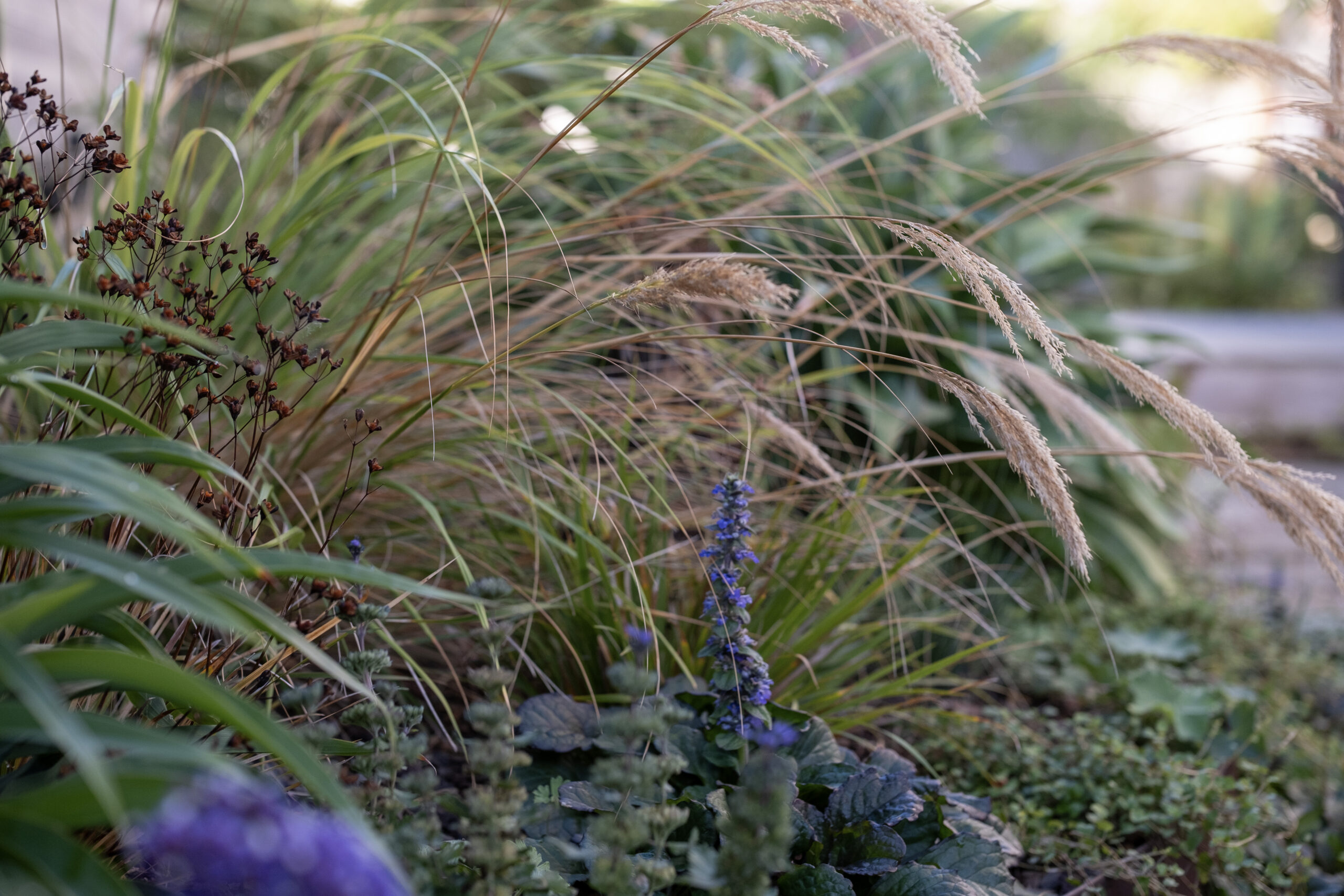 Flowering Perennial Garden | Takapuna