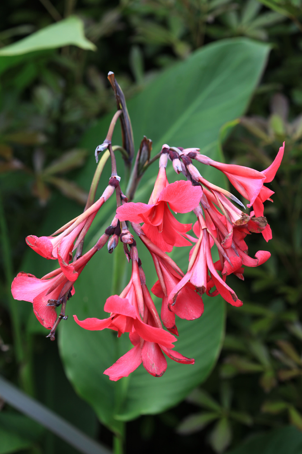 Native Coastal Sanctuary | Mangawhai Heads