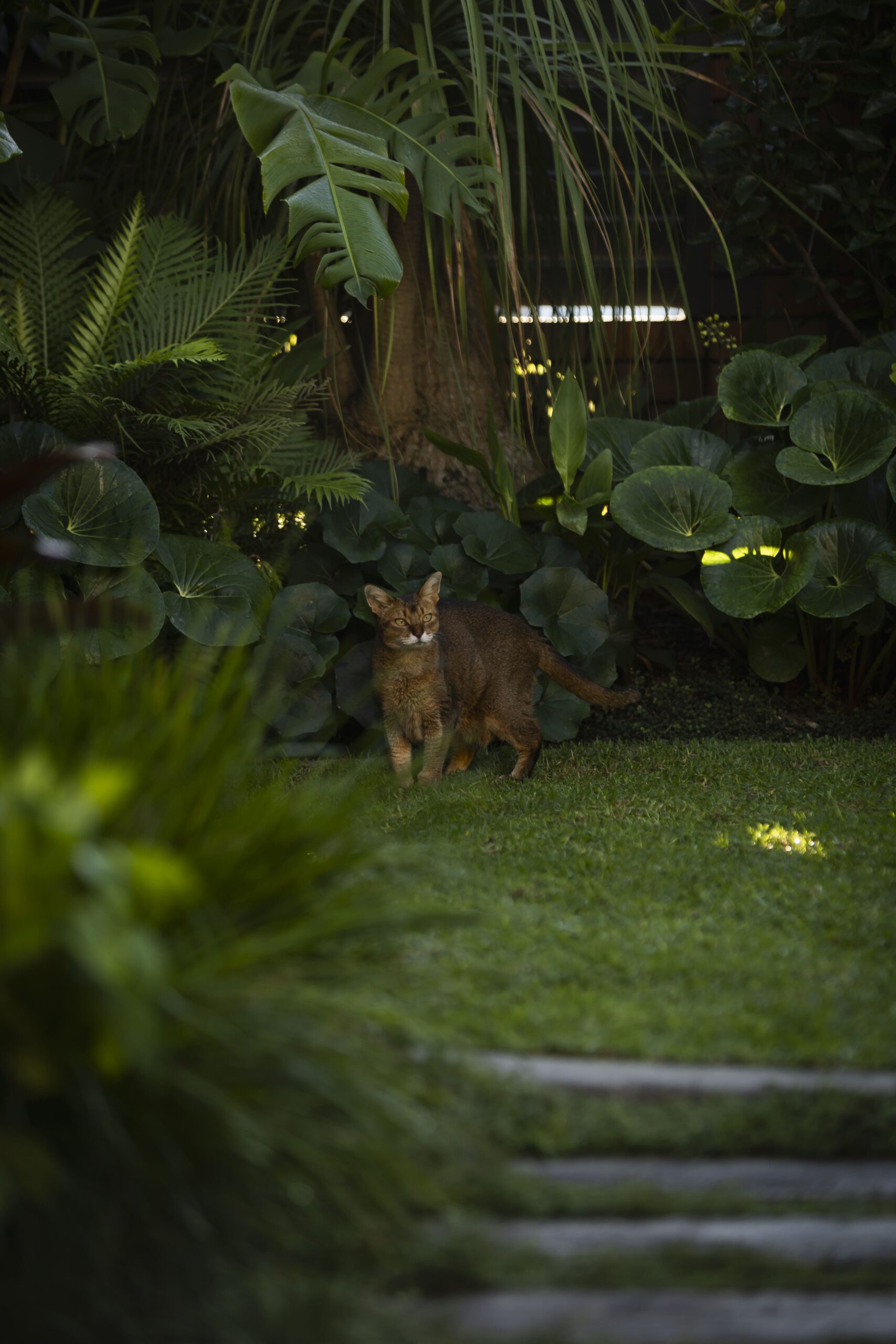 Tropical Garden | Milford