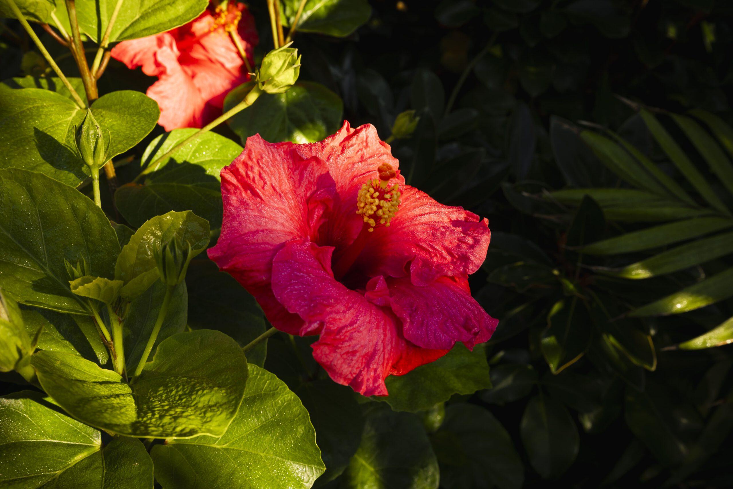 Tropical Garden | Milford