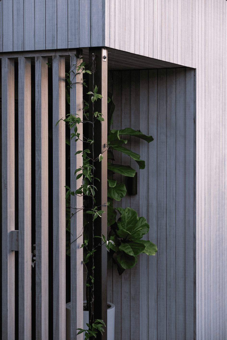 Flowering Perennial Garden | Takapuna