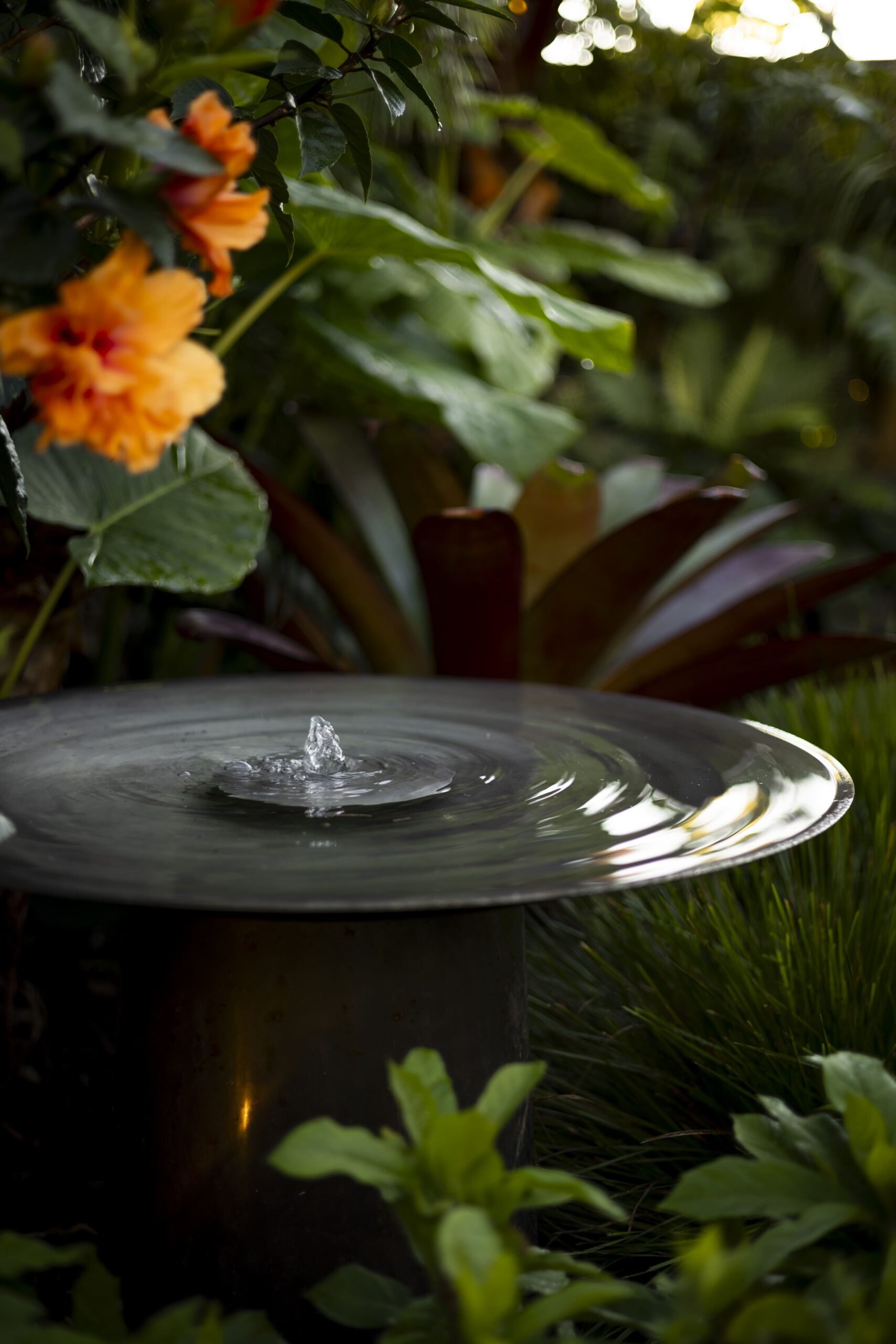 Tropical Garden | Milford