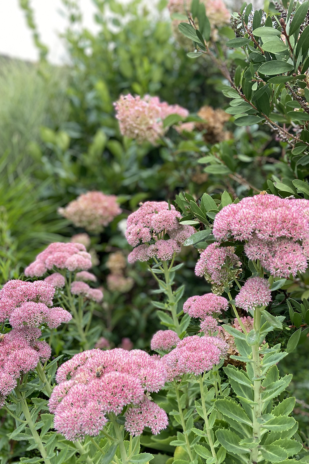 Native Coastal Sanctuary | Mangawhai Heads