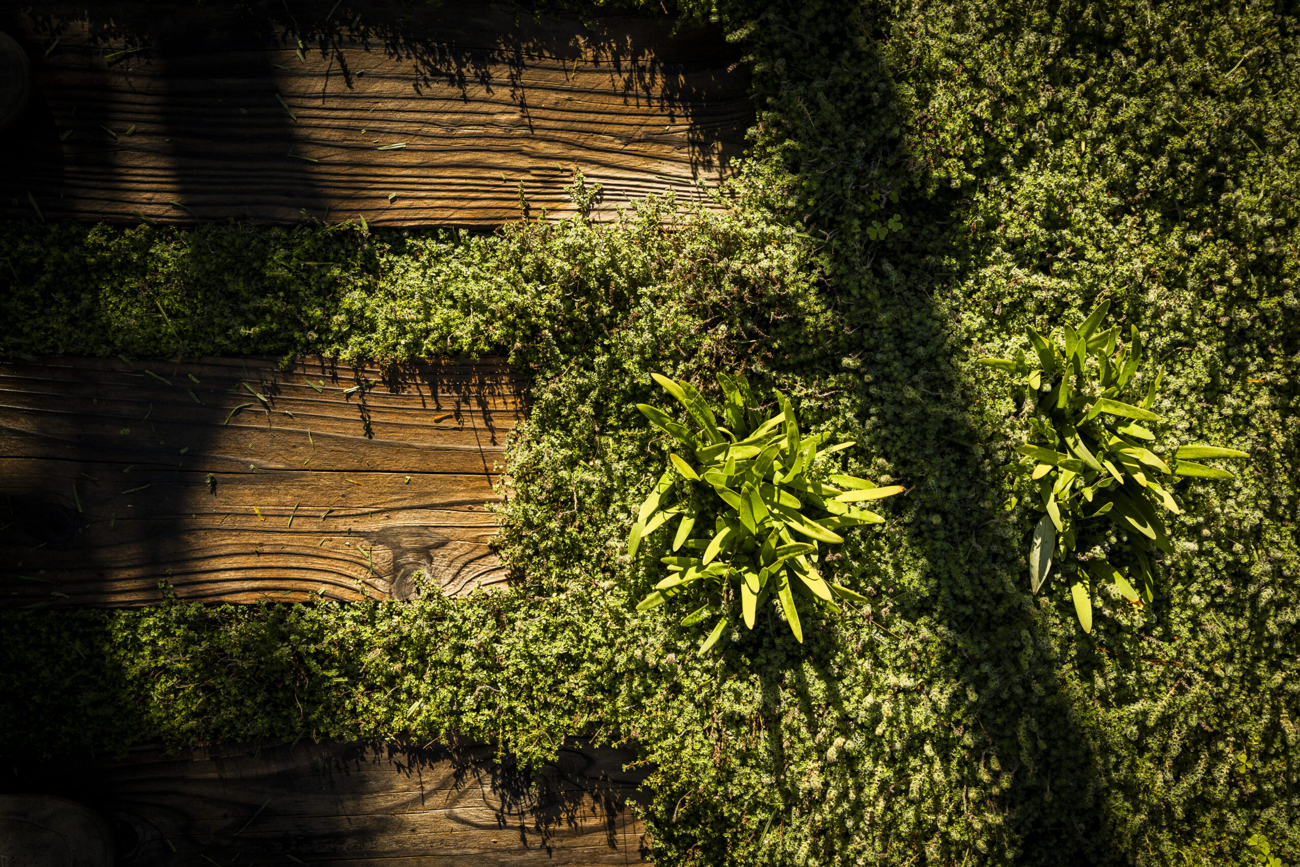 Tropical Garden | Milford