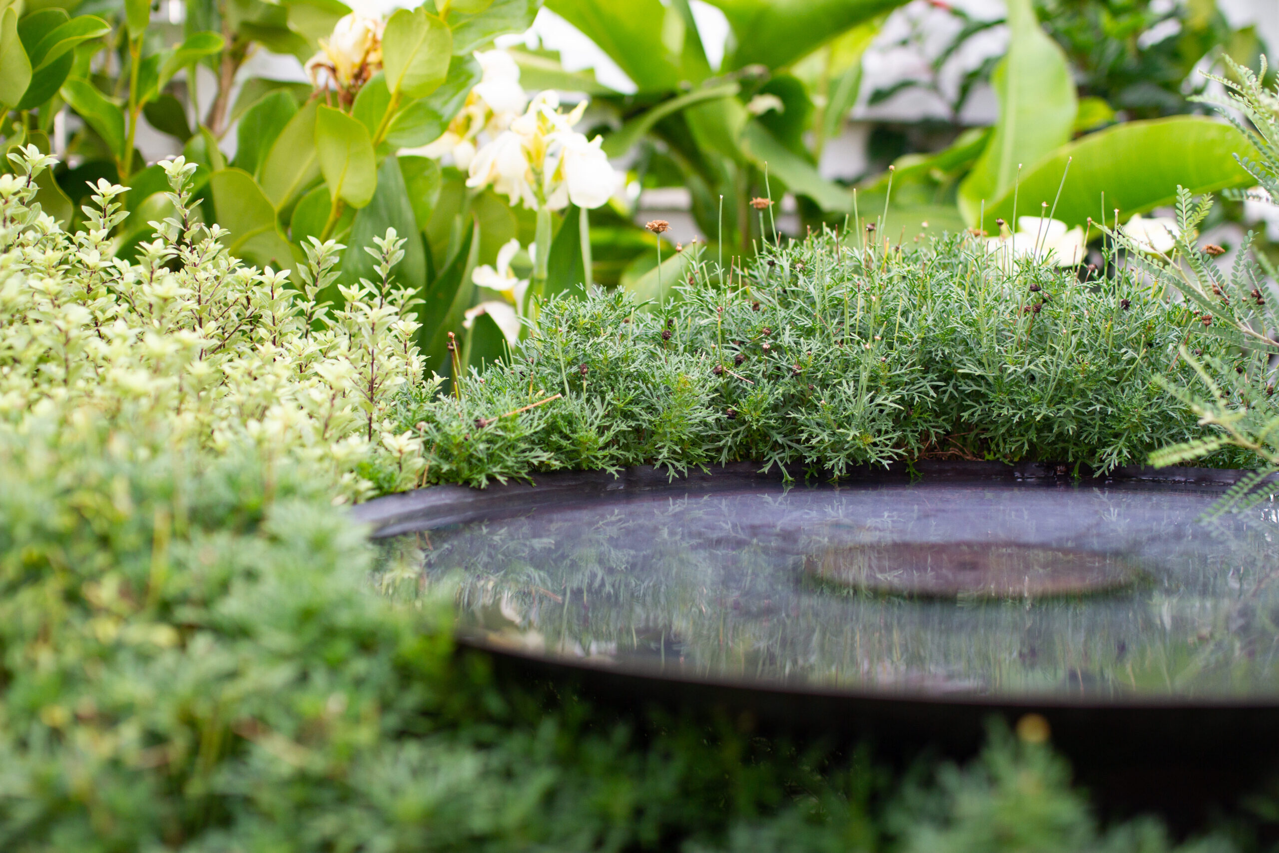 Bee & Bird Attracting Garden | Hauraki