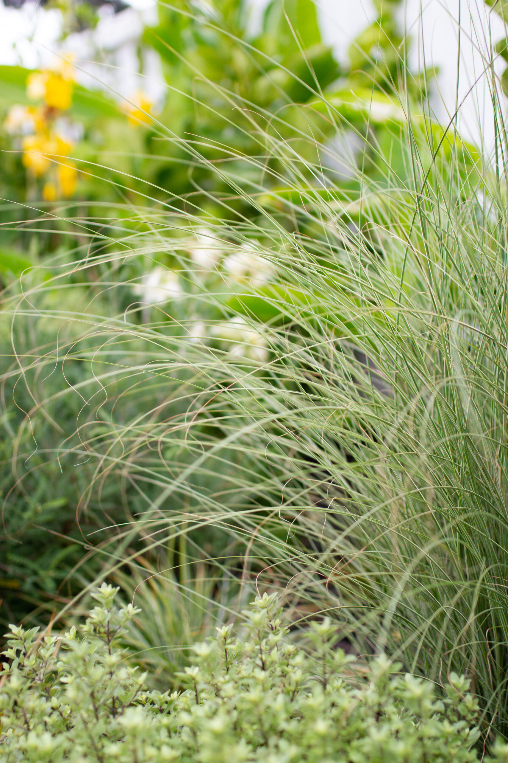 Bee & Bird Attracting Garden | Hauraki