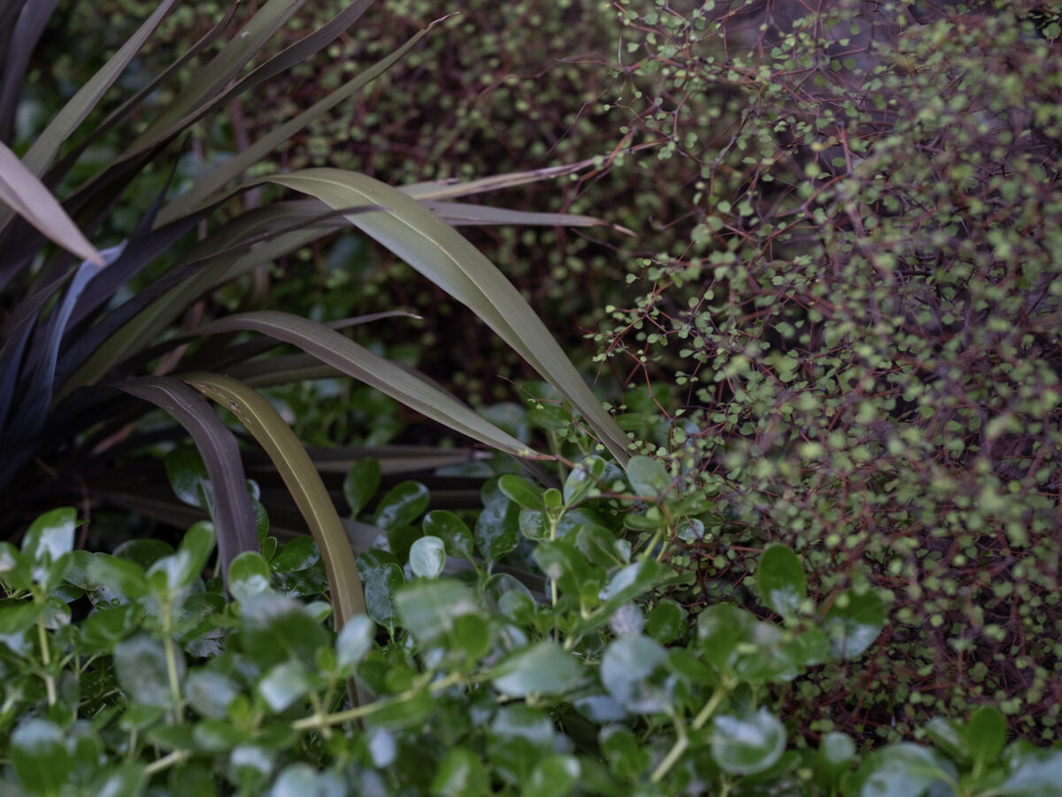 Native Garden Design