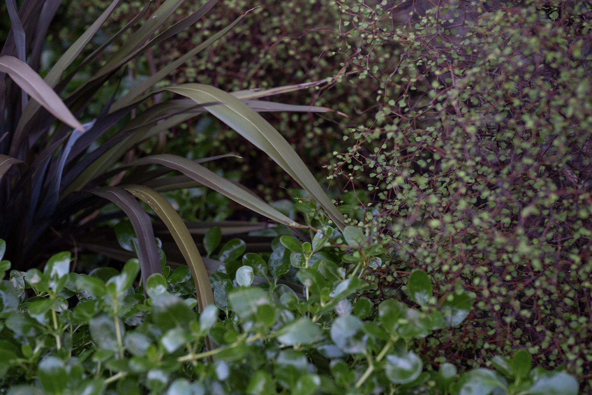 Native Garden Design