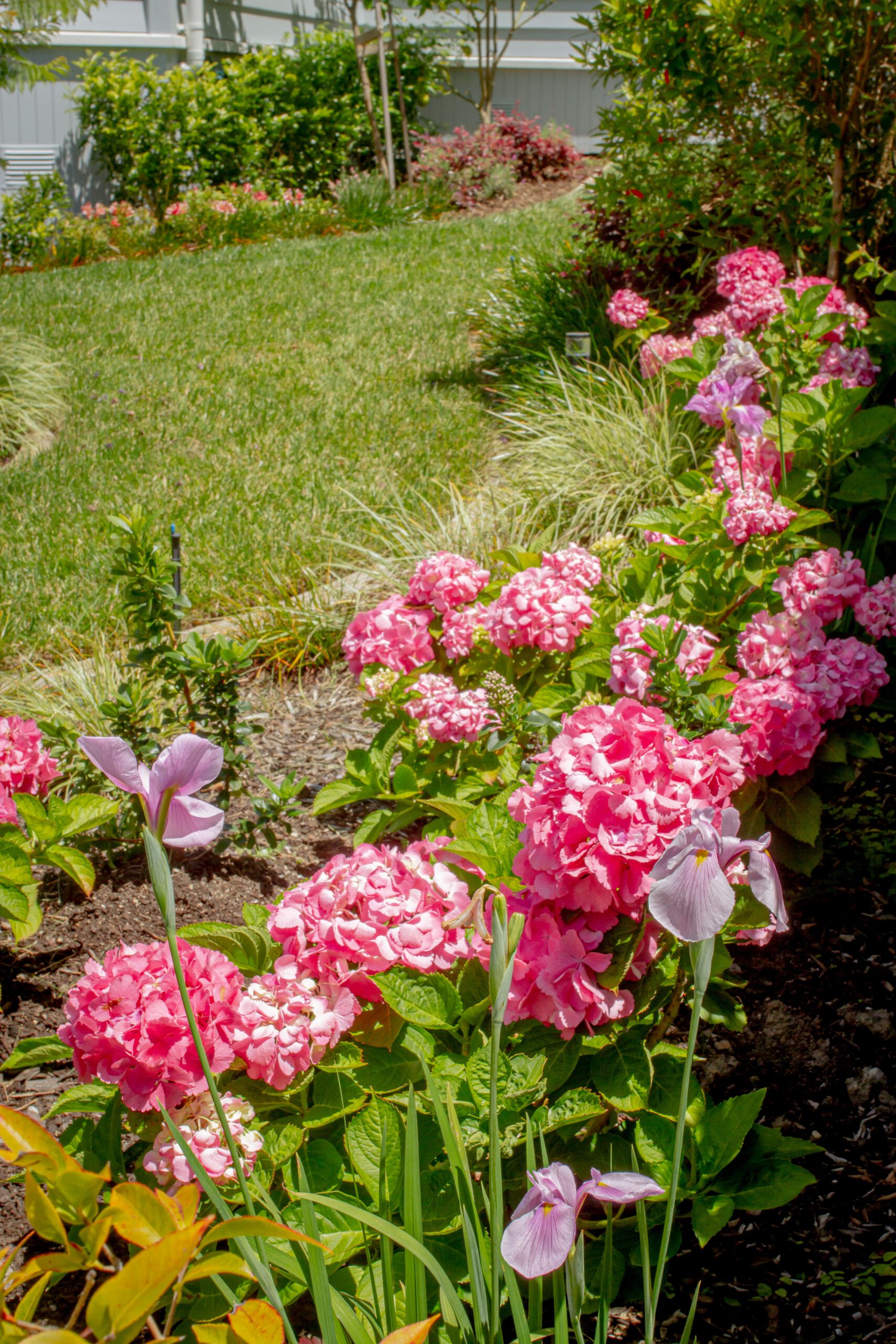 Pink Floral Garden | Stanley Bay
