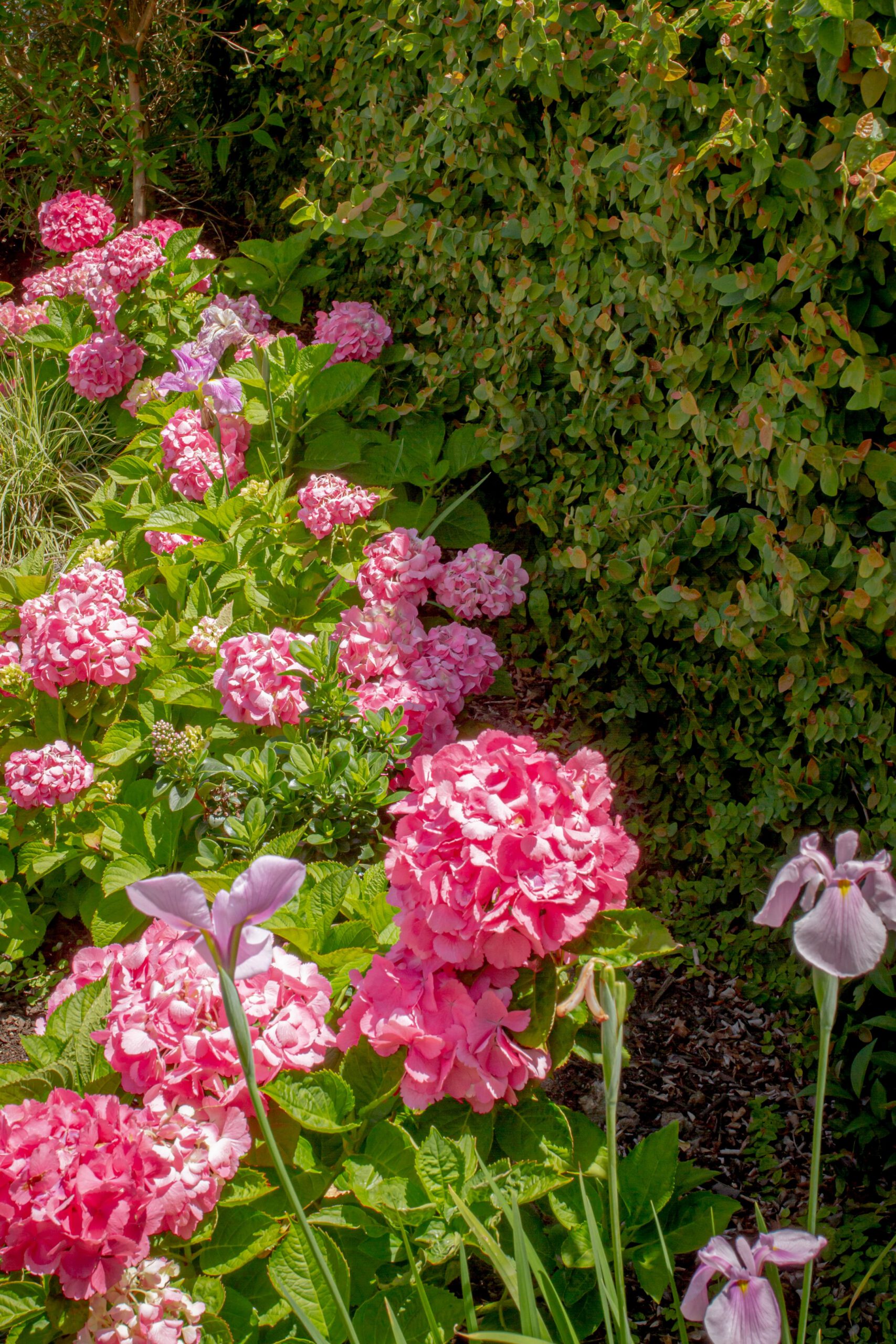 Pink Floral Garden | Stanley Bay