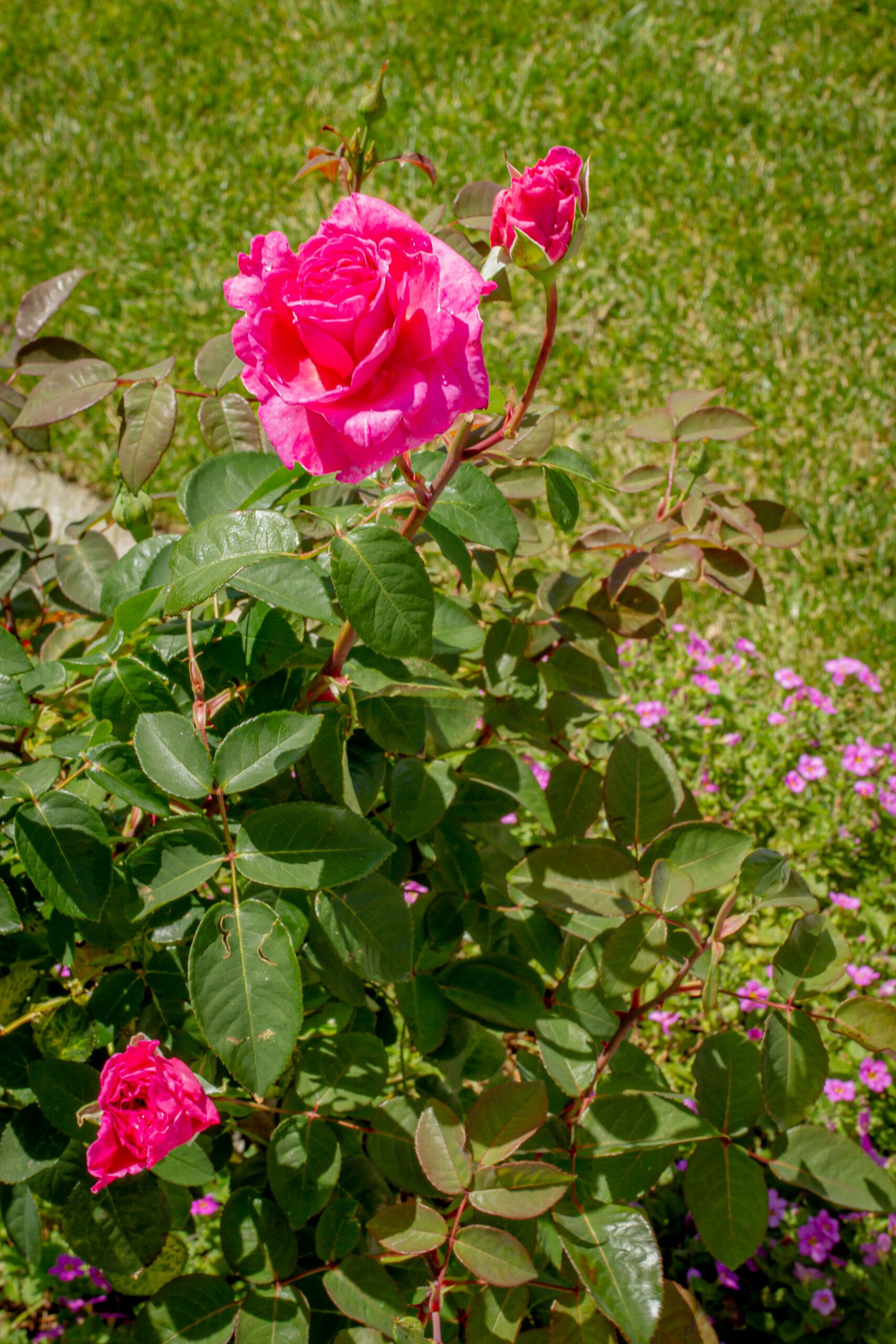 Pink Floral Garden | Stanley Bay
