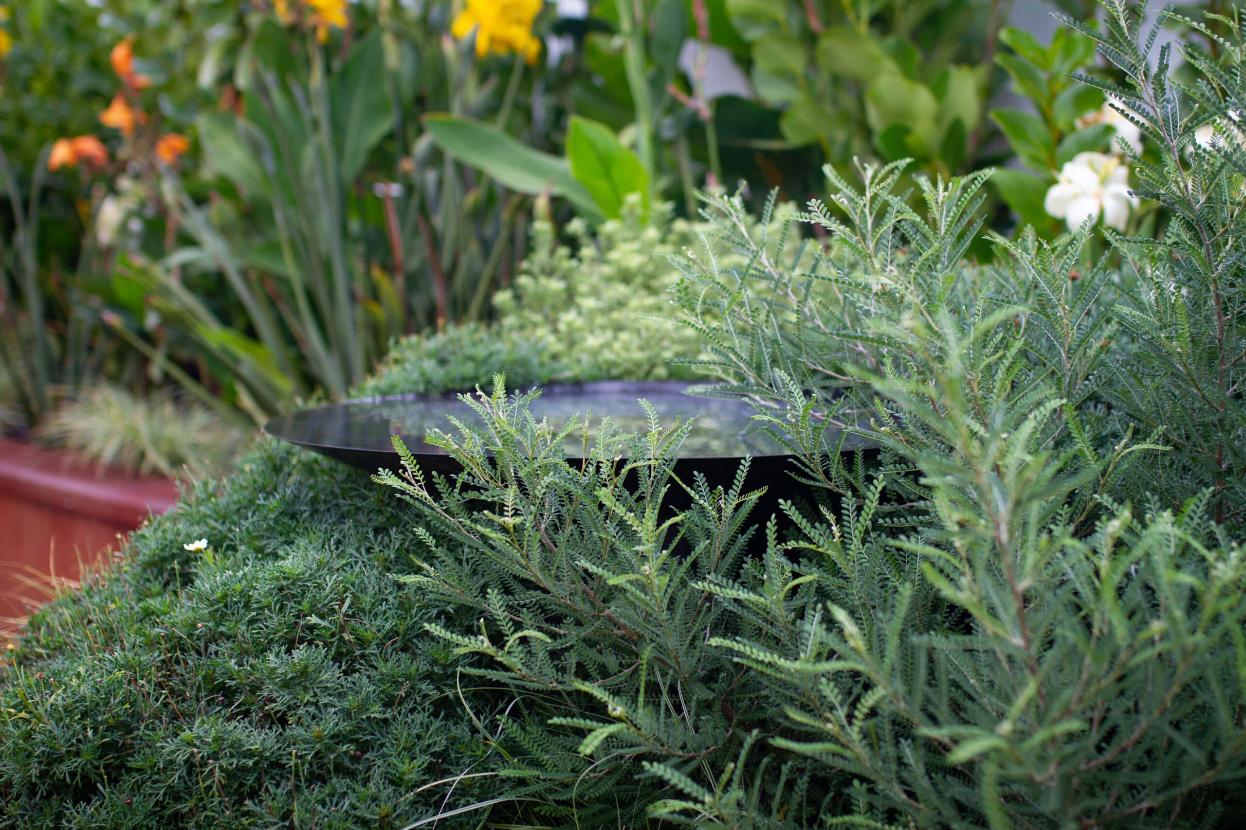 Bee and Bird Attracting Garden with a biodiverse planting palette