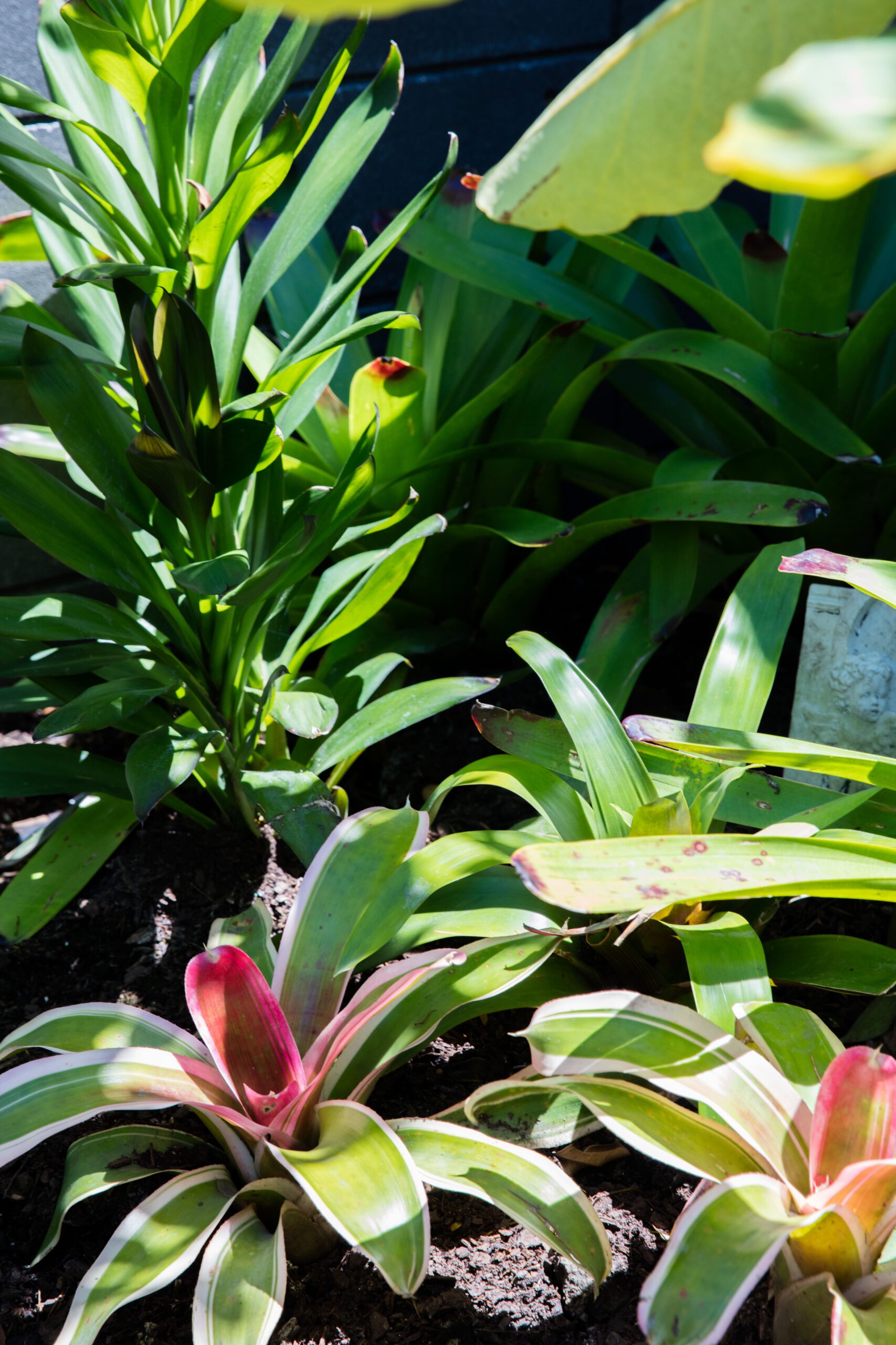 Tropical Courtyard | Hauraki