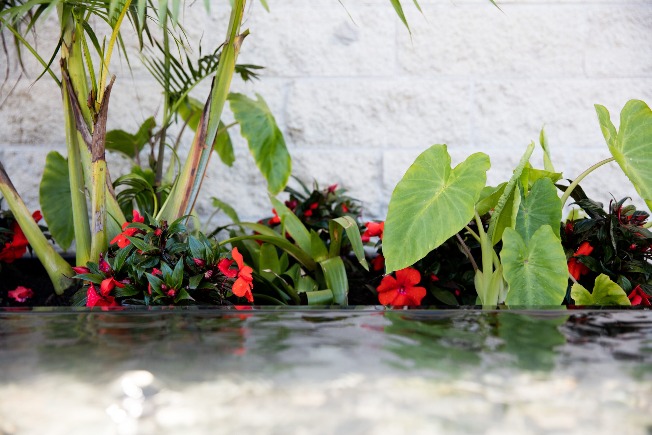 Tropical Courtyard | Hauraki