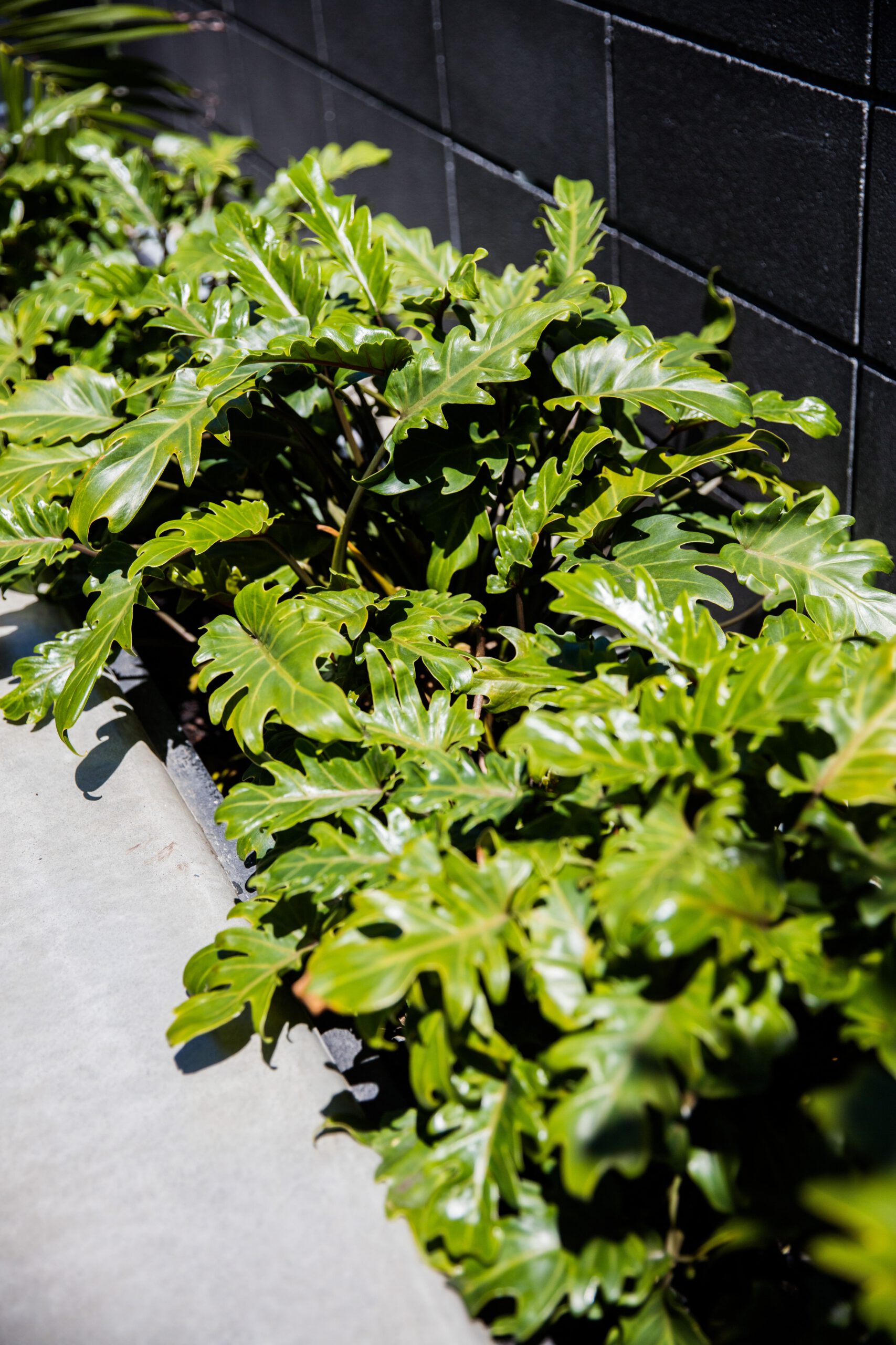 Tropical Courtyard | Hauraki