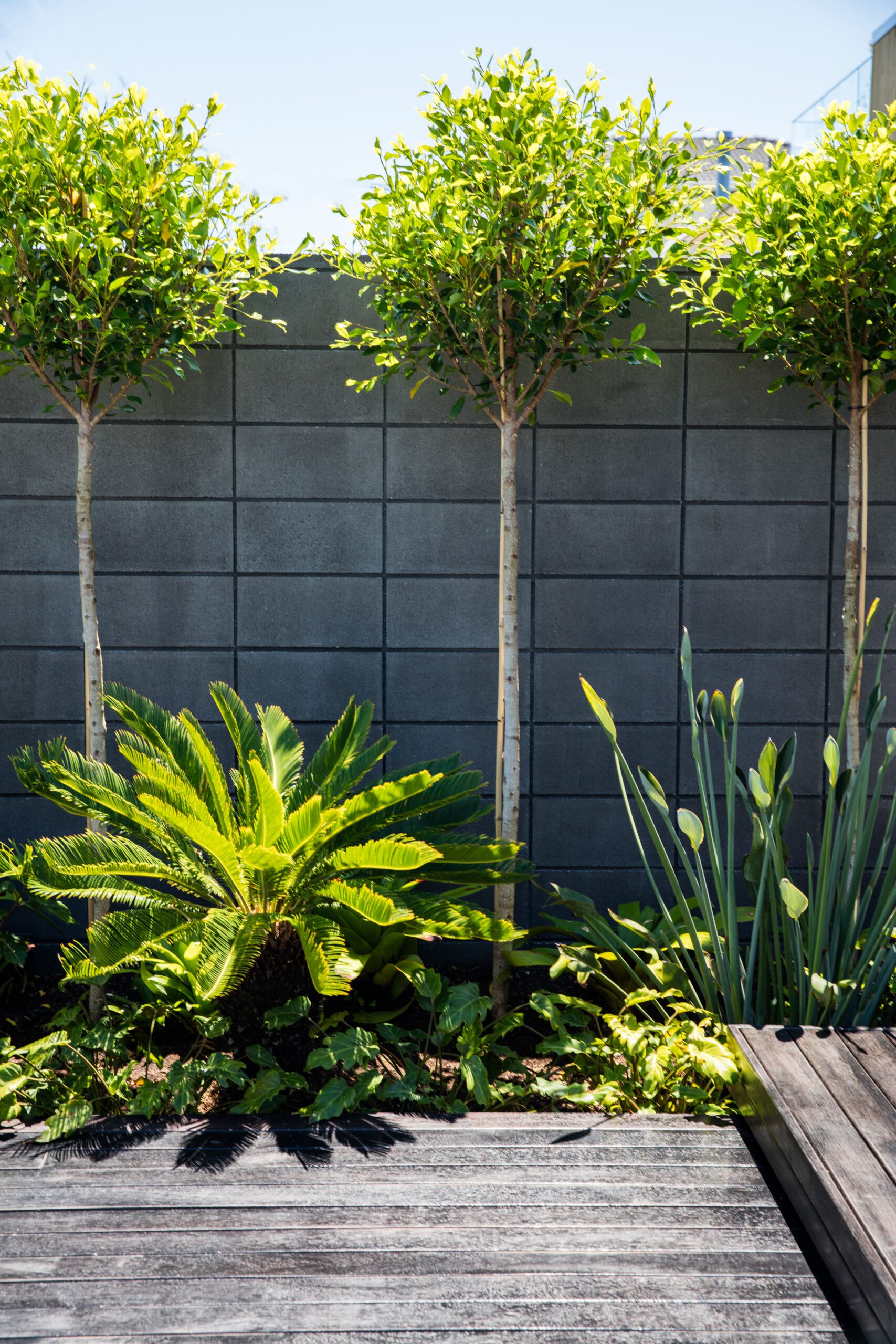 Tropical Courtyard | Hauraki