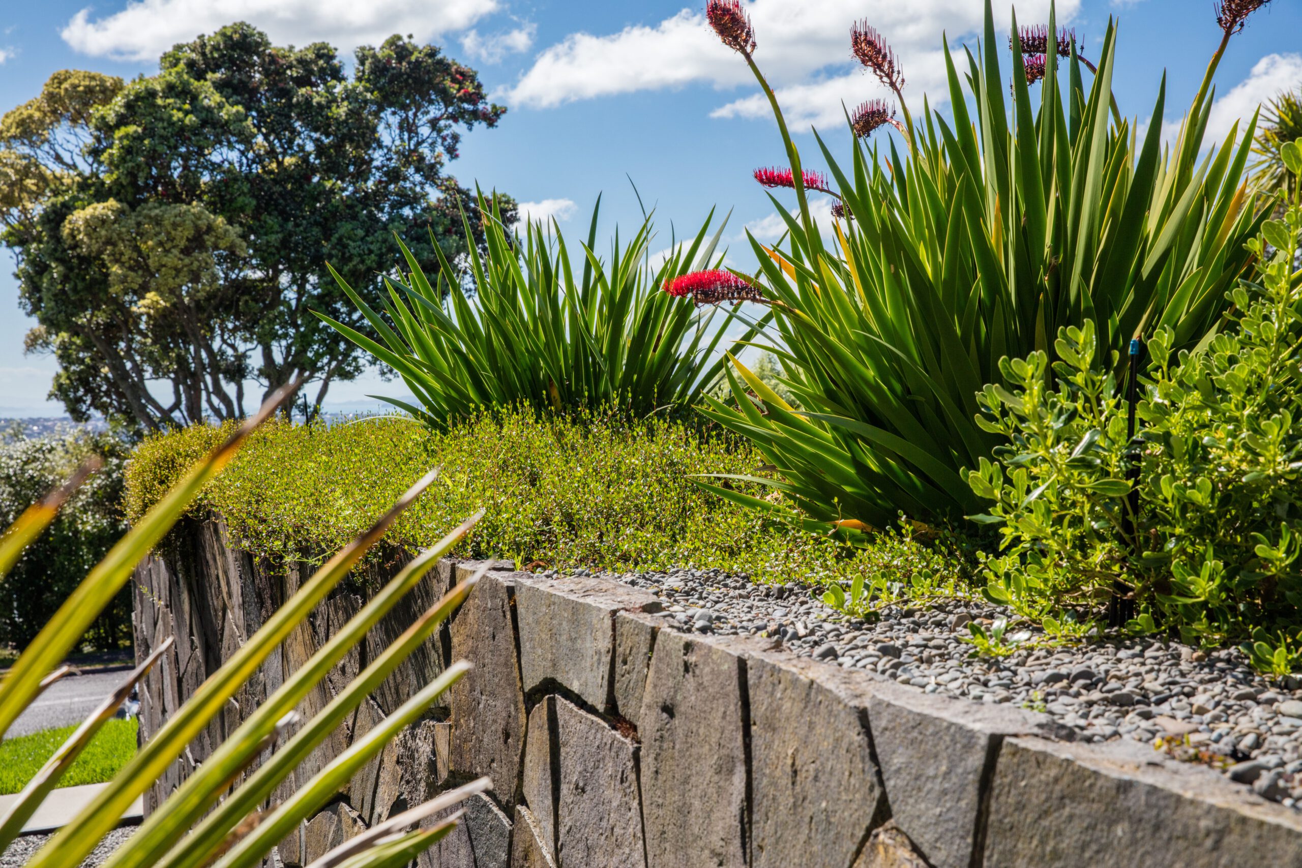 Contemporary Front Garden | Hillcrest