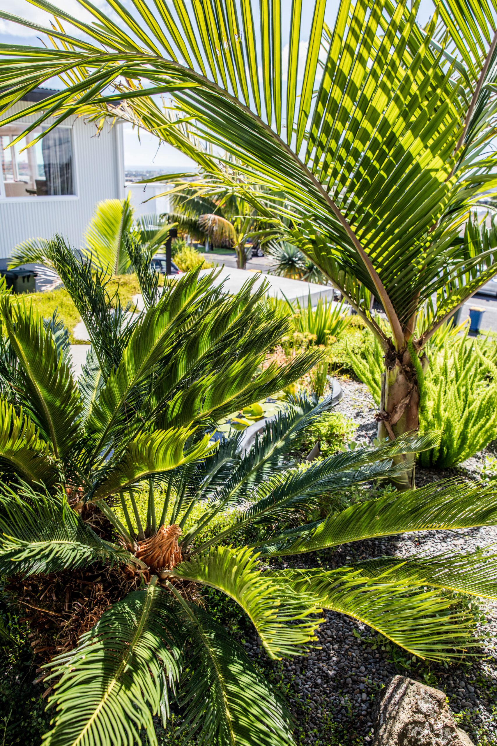 Contemporary Front Garden | Hillcrest