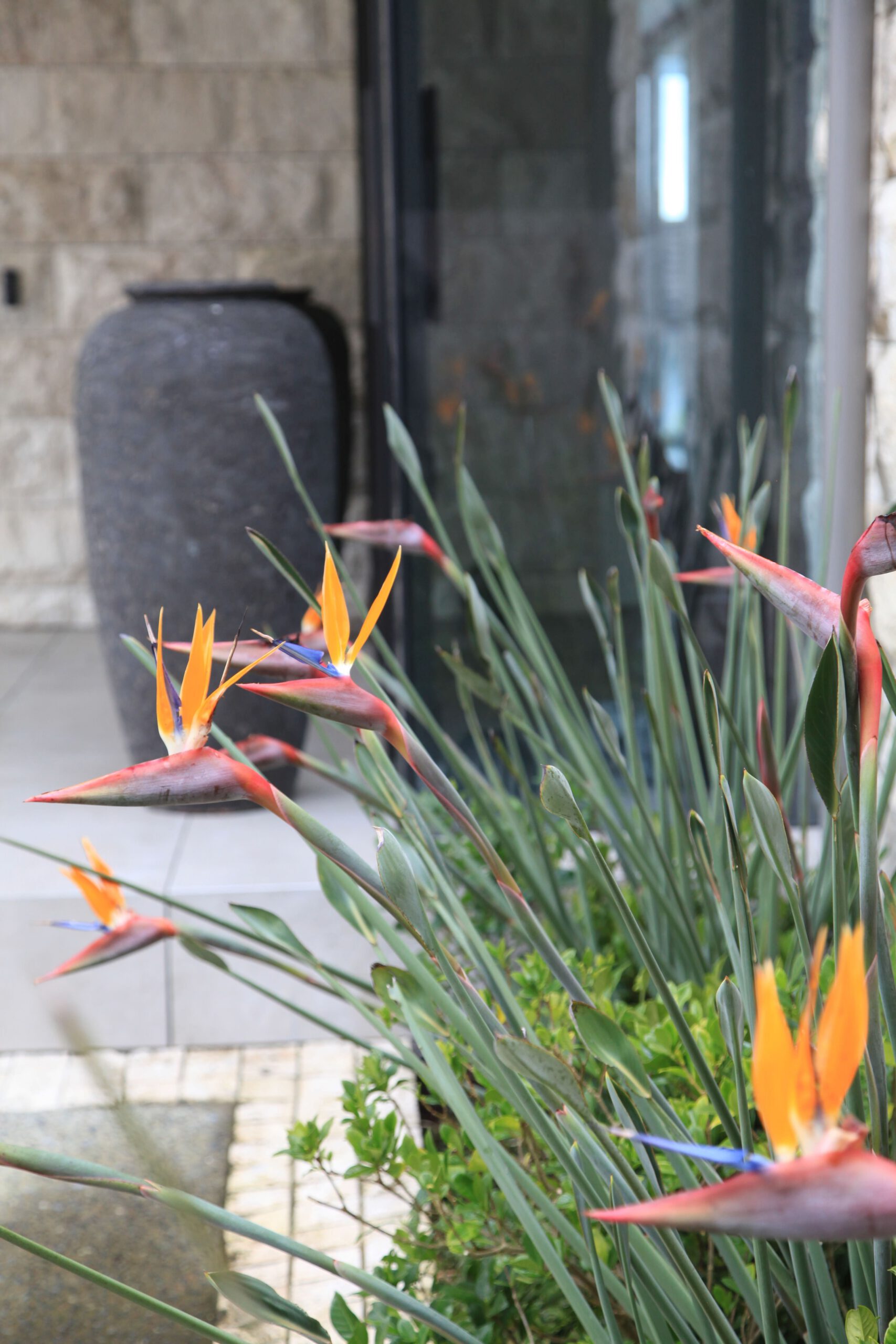 Coastal Garden | Castor Bay